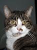 Cat photo